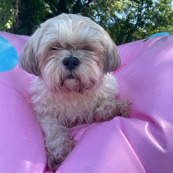 Meet your Posher, Hannah - Picture 1 of 1